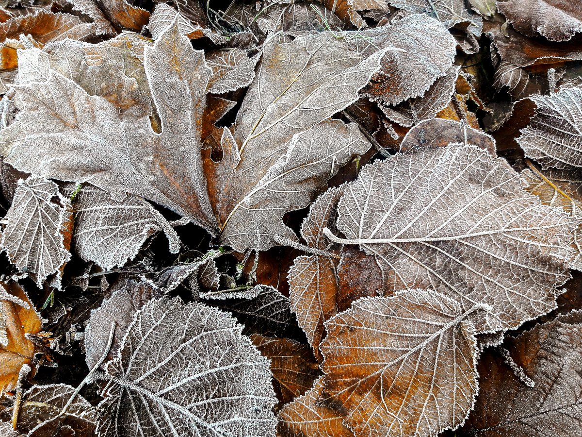 Frost-covered winter foliage — nature photograph by Martha Solo