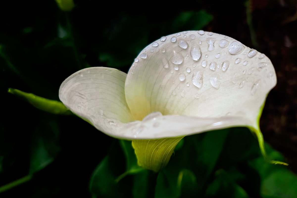 White arum lily with raindrops against a dark background — nature photograph by Martha Solo