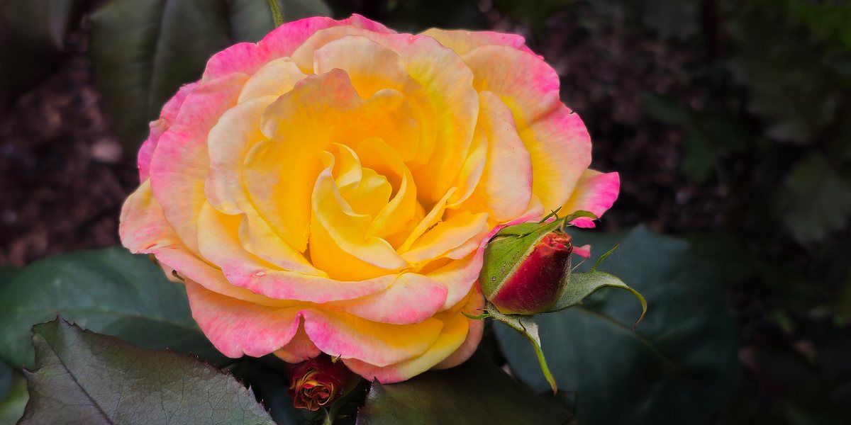 Pink and yellow rose at sunrise — nature photograph by Martha Solo